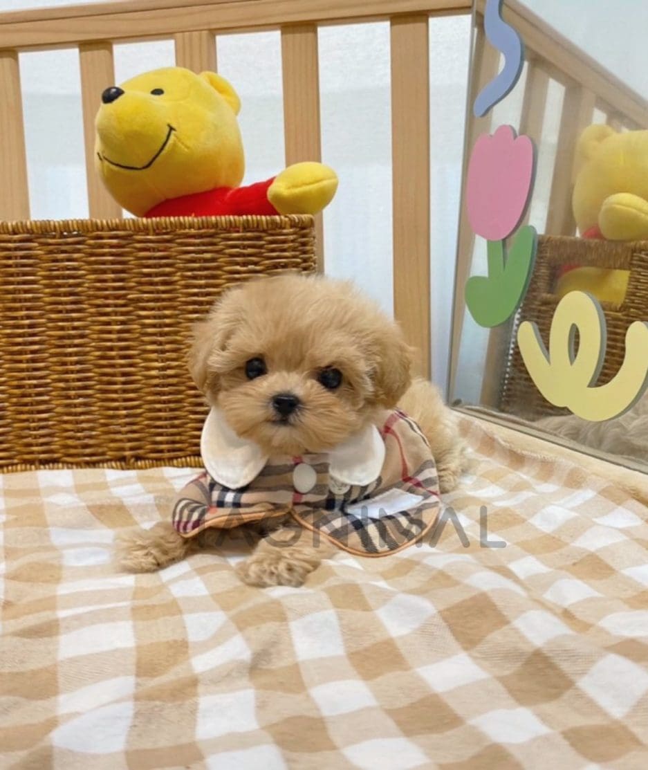 Maltipoo puppy for sale, dog for sale at Tagnimal