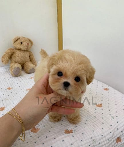 Maltipoo puppy for sale, dog for sale at Tagnimal