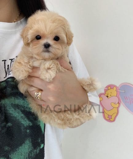 Maltipoo puppy for sale, dog for sale at Tagnimal