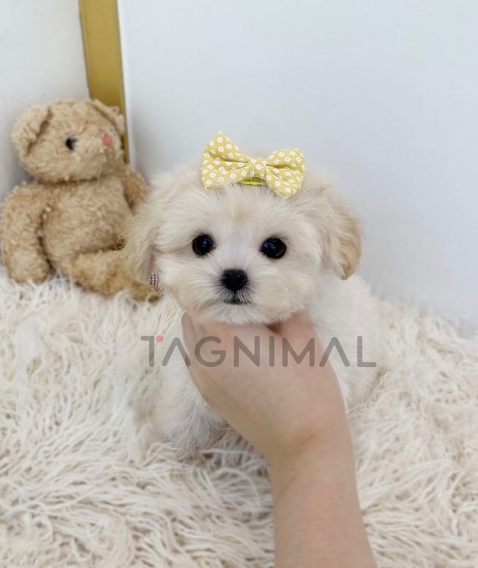 Maltipoo puppy for sale, dog for sale at Tagnimal