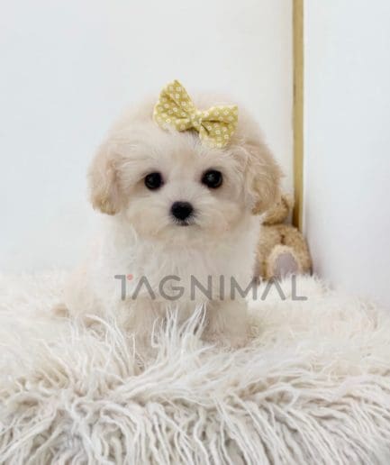 Maltipoo puppy for sale, dog for sale at Tagnimal