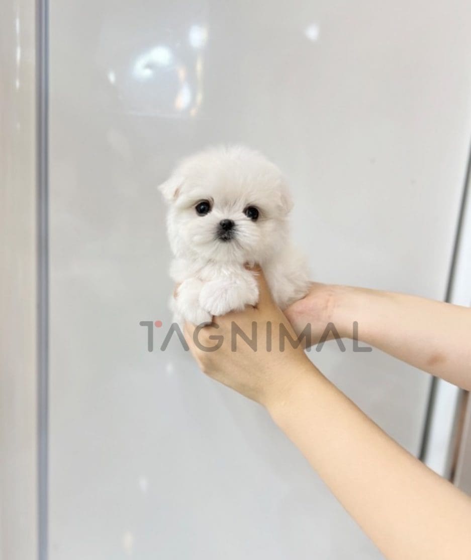 Maltese puppy for sale, dog for sale at Tagnimal