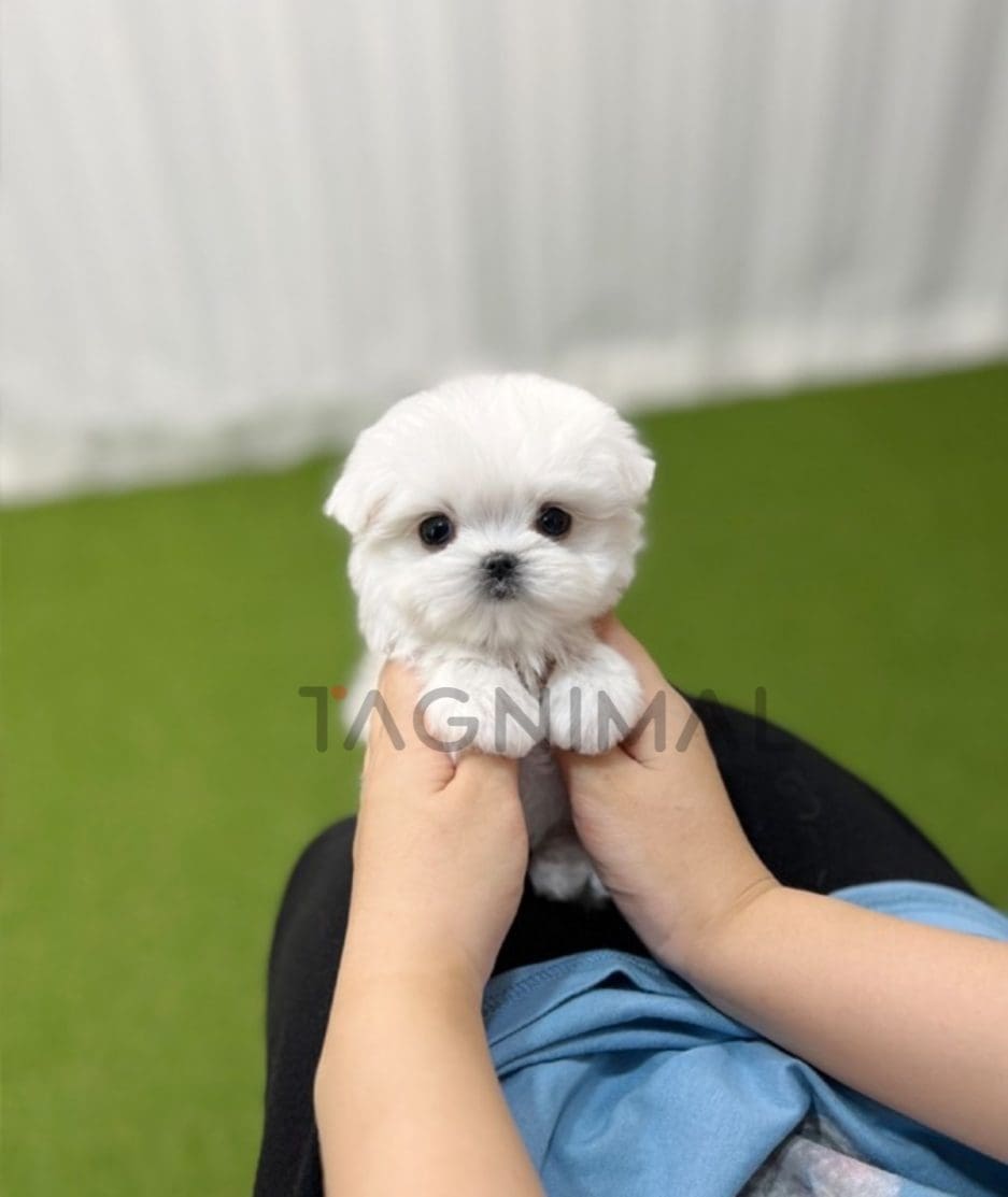 Maltese puppy for sale, dog for sale at Tagnimal