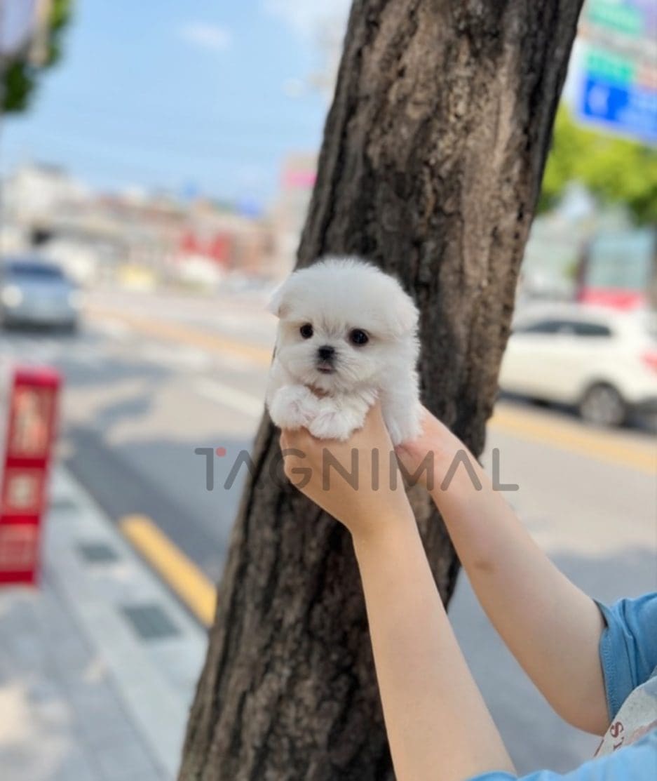 Maltese puppy for sale, dog for sale at Tagnimal