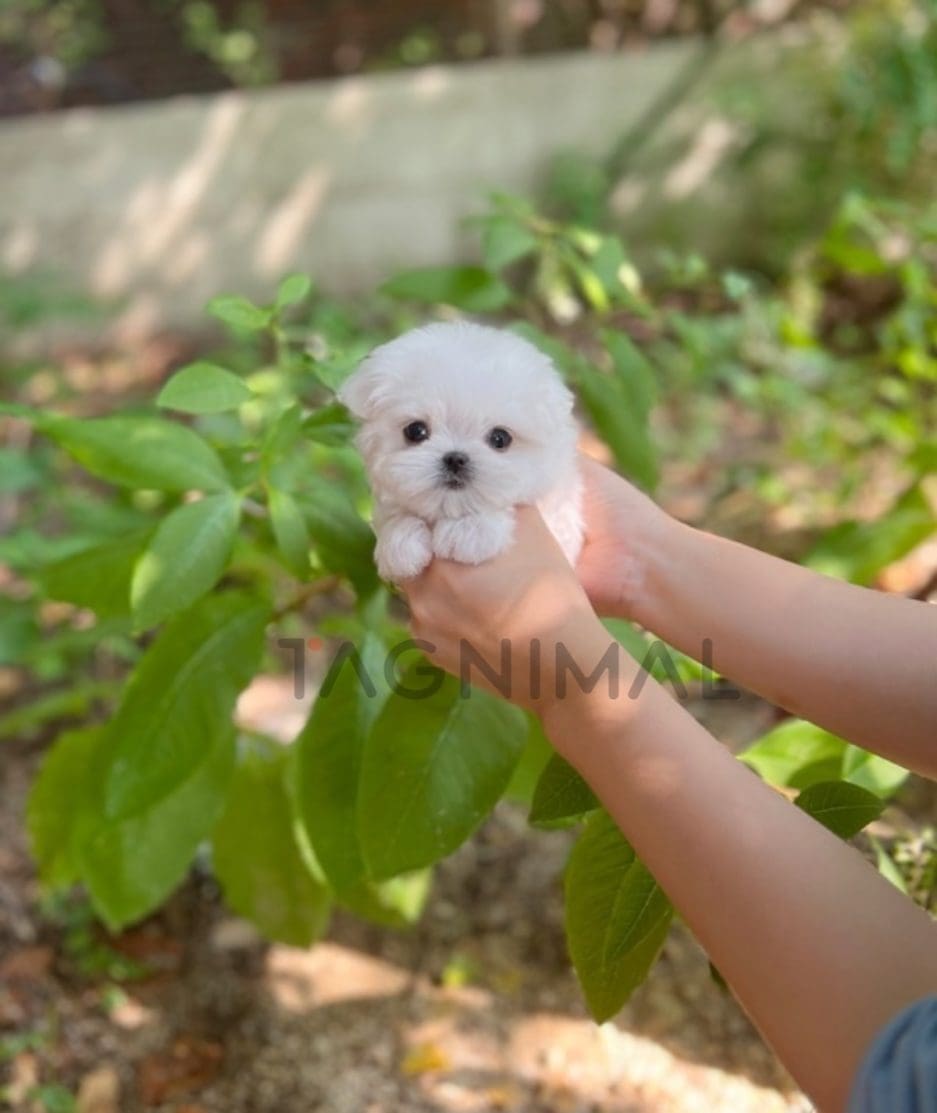 Maltese puppy for sale, dog for sale at Tagnimal