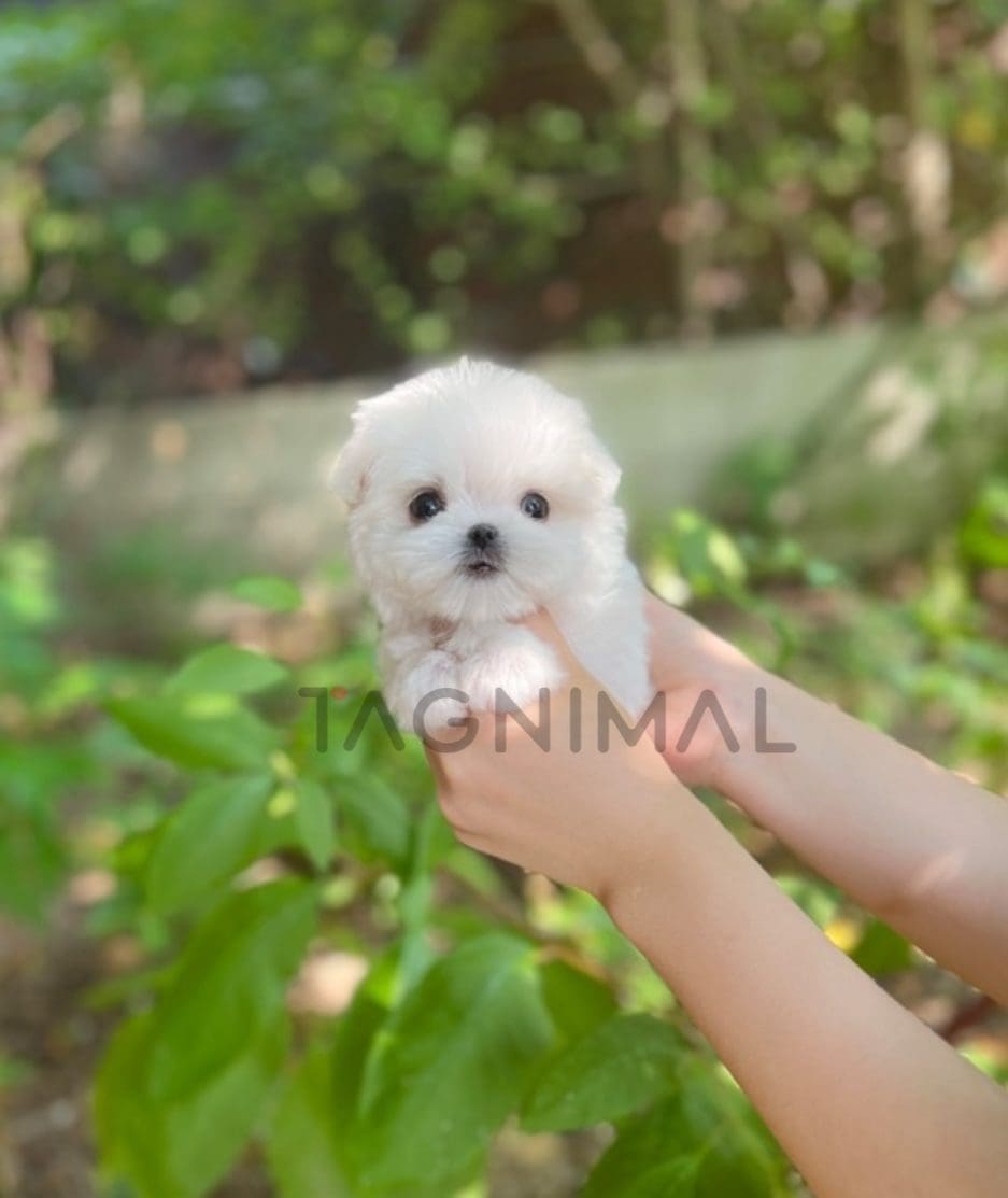 Maltese puppy for sale, dog for sale at Tagnimal