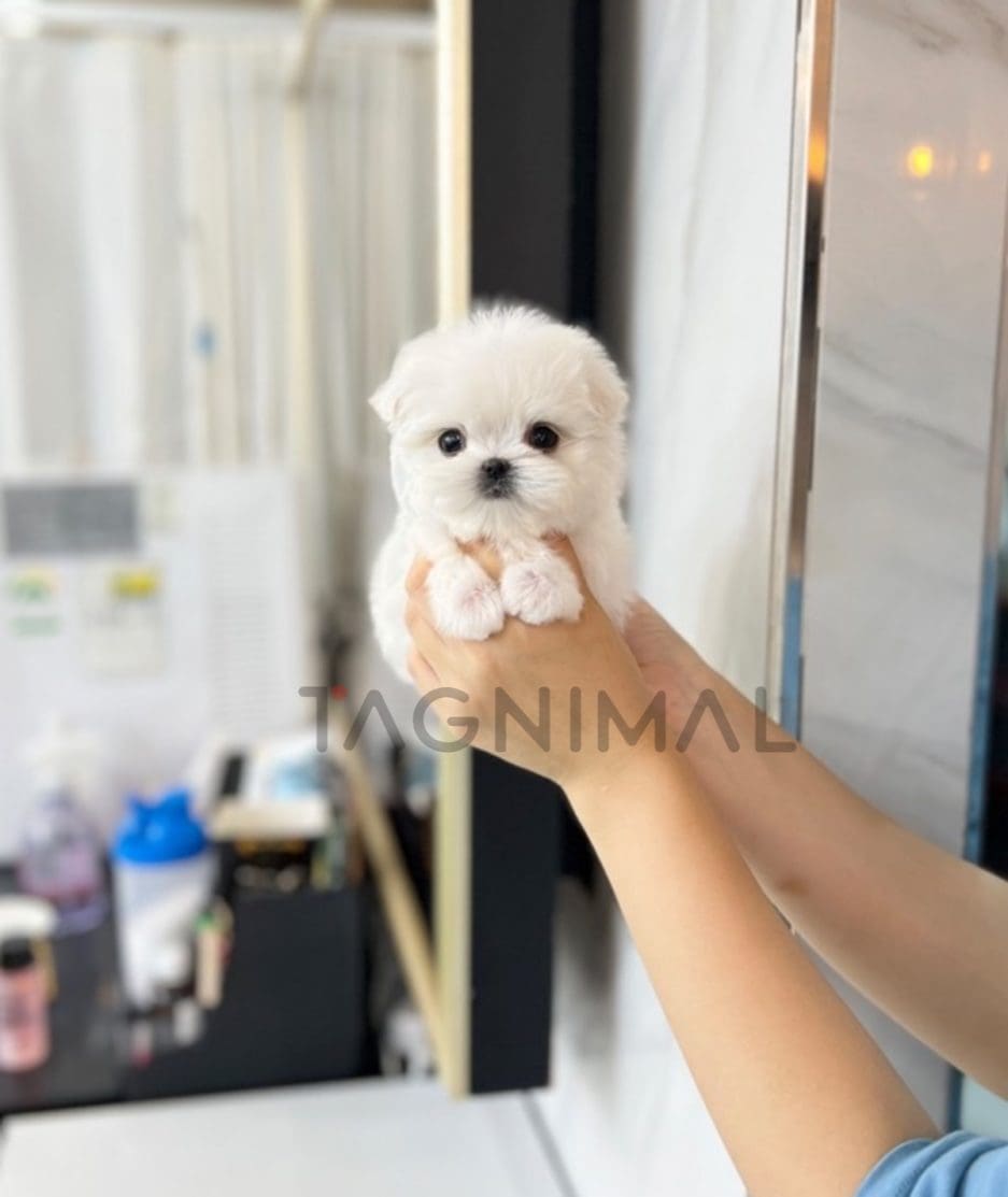 Maltese puppy for sale, dog for sale at Tagnimal