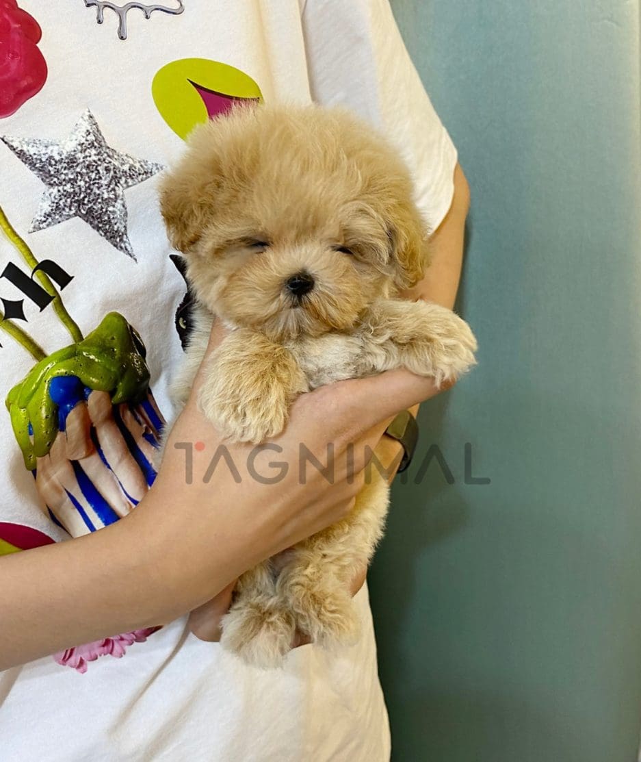 Maltipoo puppy for sale, dog for sale at Tagnimal