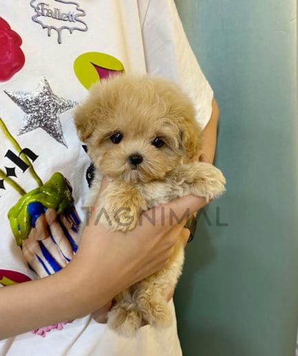 Maltipoo puppy for sale, dog for sale at Tagnimal