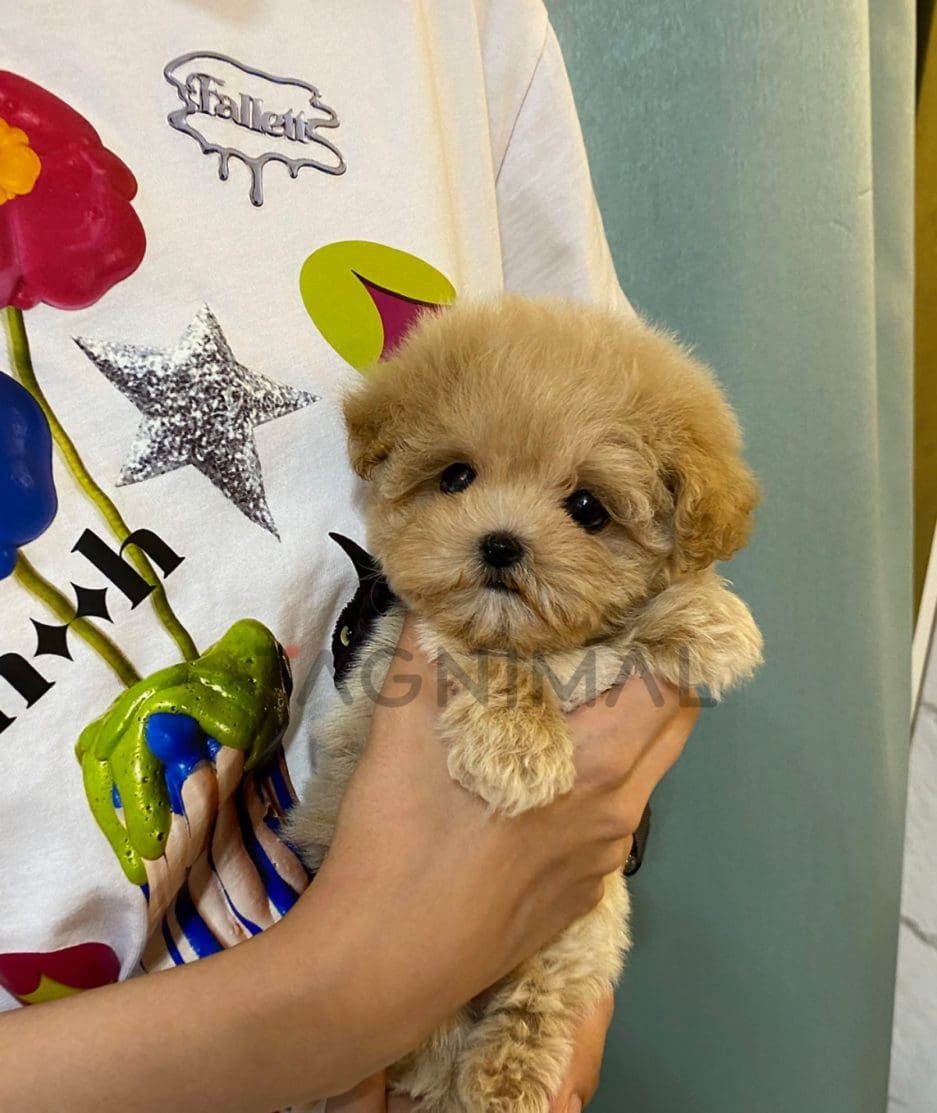 Maltipoo puppy for sale, dog for sale at Tagnimal