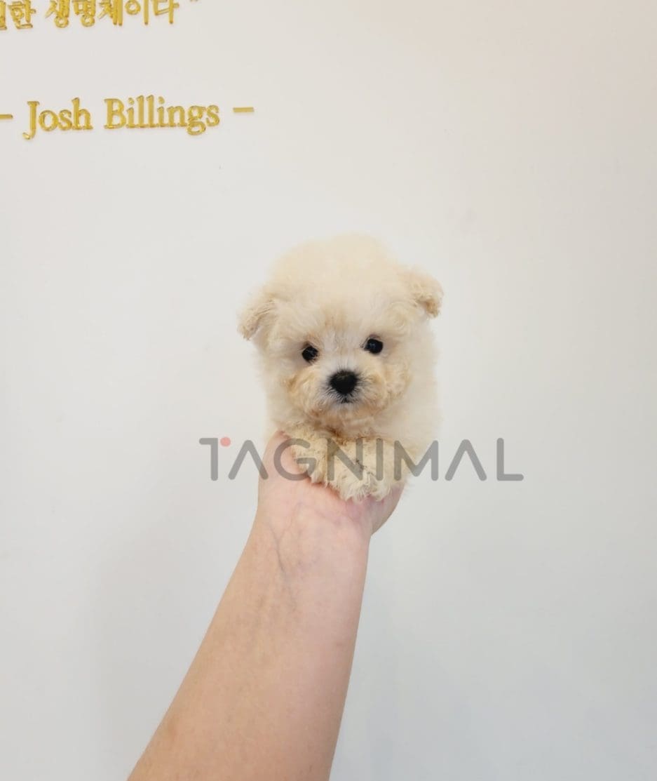 Poodle puppy for sale, dog for sale at Tagnimal