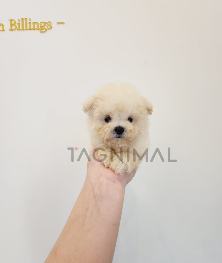 Poodle puppy for sale, dog for sale at Tagnimal