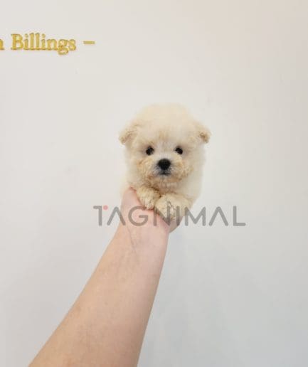 Poodle puppy for sale, dog for sale at Tagnimal