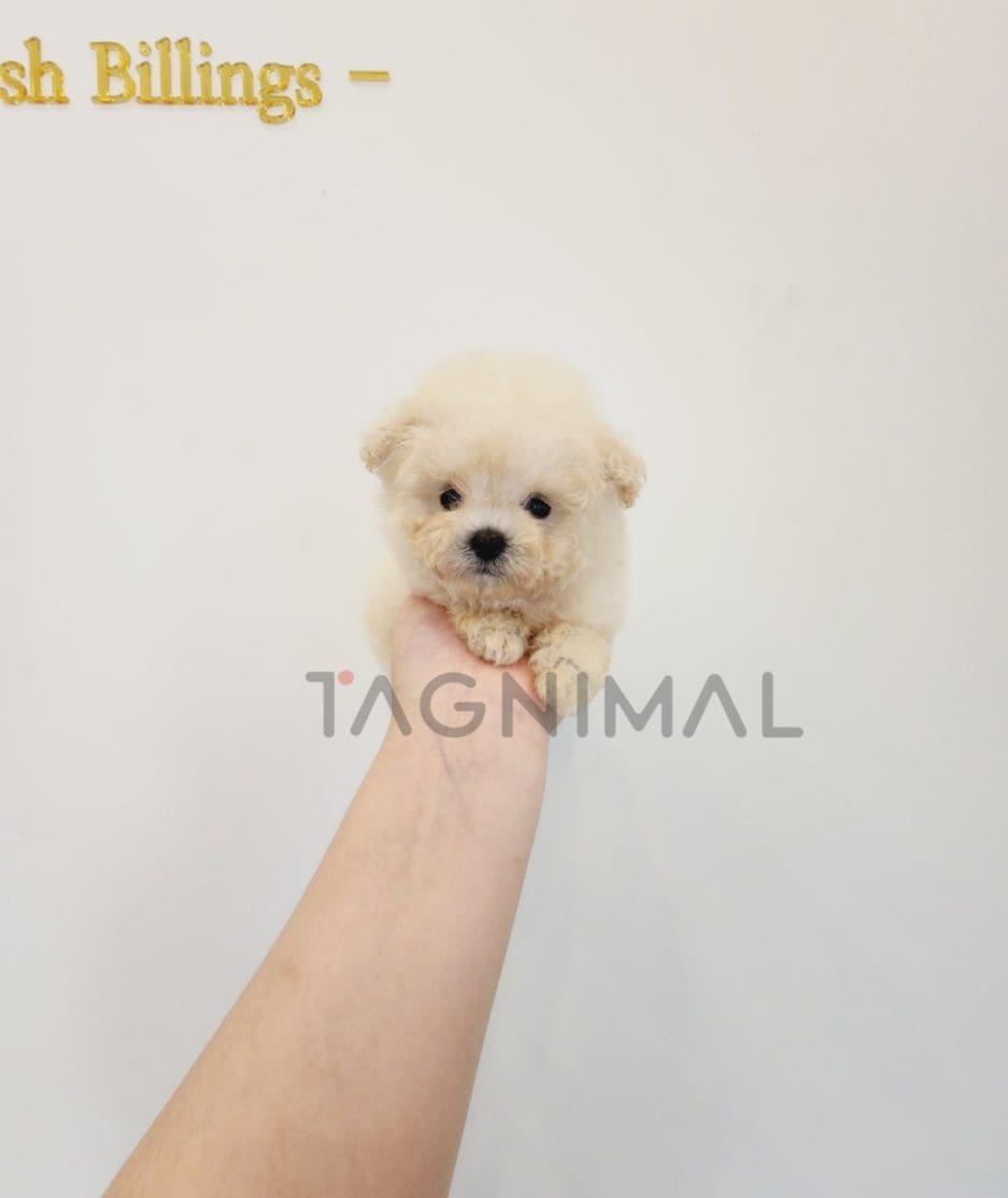 Poodle puppy for sale, dog for sale at Tagnimal