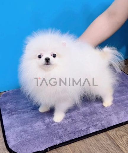 Pomeranian puppy for sale, dog for sale at Tagnimal