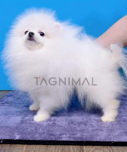 Pomeranian puppy for sale, dog for sale at Tagnimal