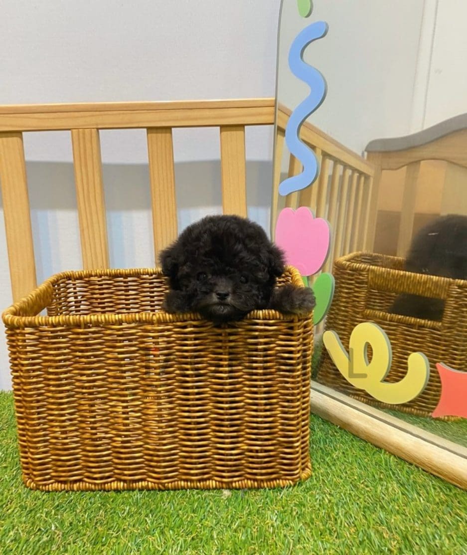 Poodle puppy for sale, dog for sale at Tagnimal