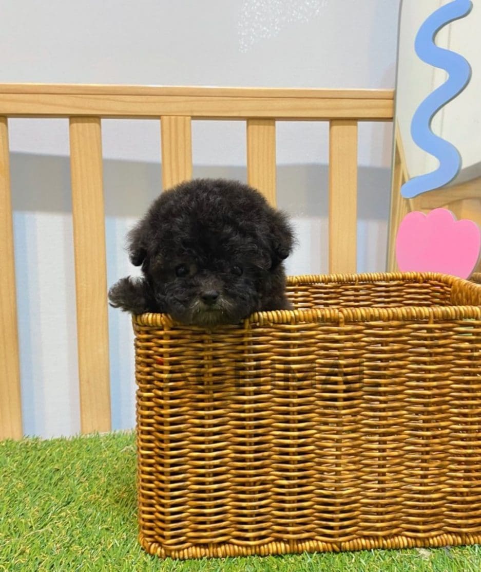 Poodle puppy for sale, dog for sale at Tagnimal