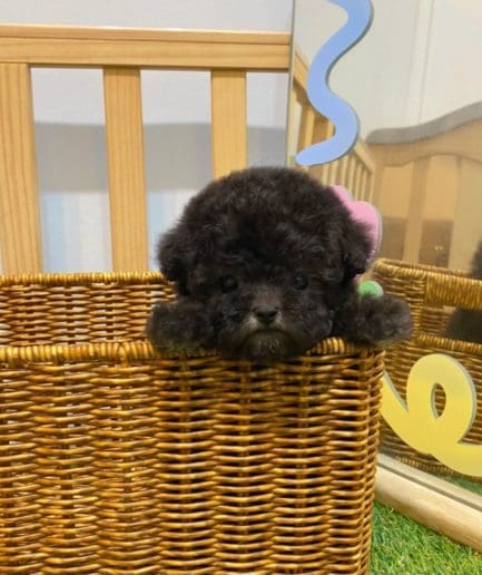 Poodle puppy for sale, dog for sale at Tagnimal