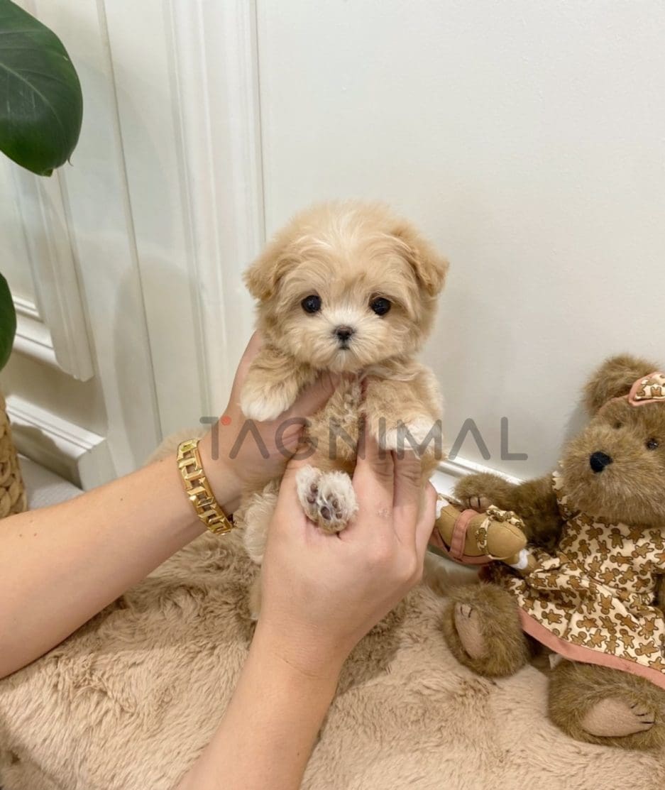 Maltipoo puppy for sale, dog for sale at Tagnimal