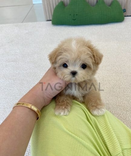 Maltipoo puppy for sale, dog for sale at Tagnimal