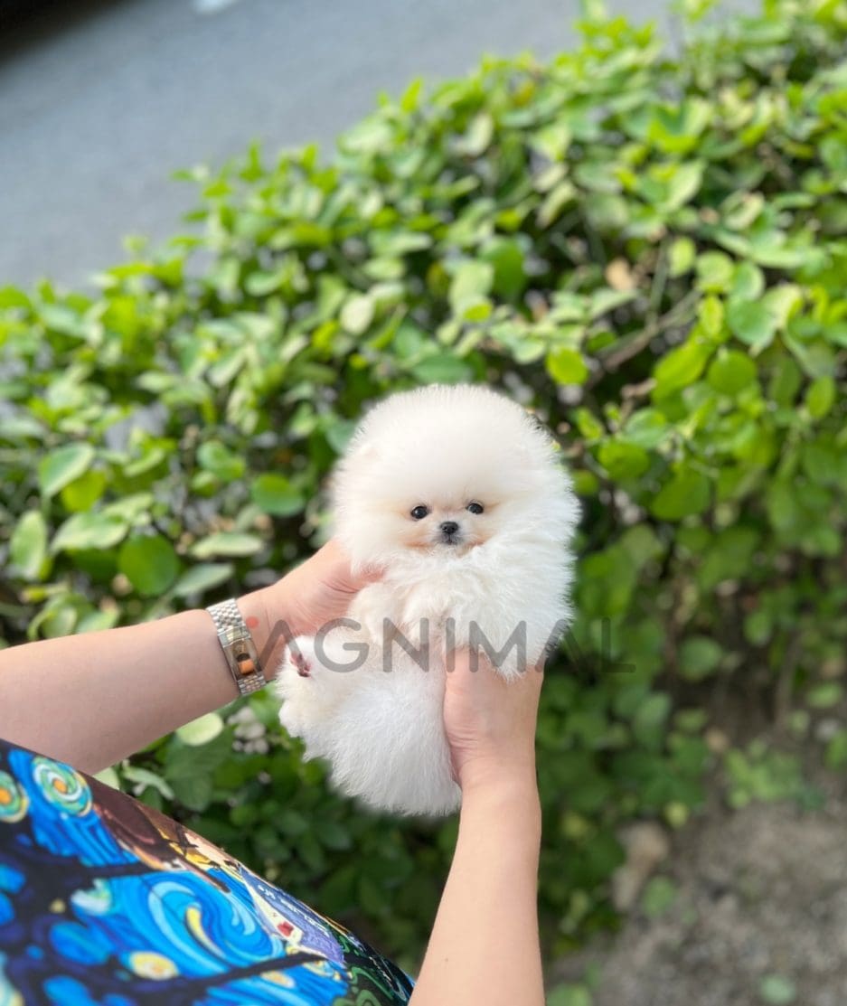 Pomeranian puppy for sale, dog for sale at Tagnimal