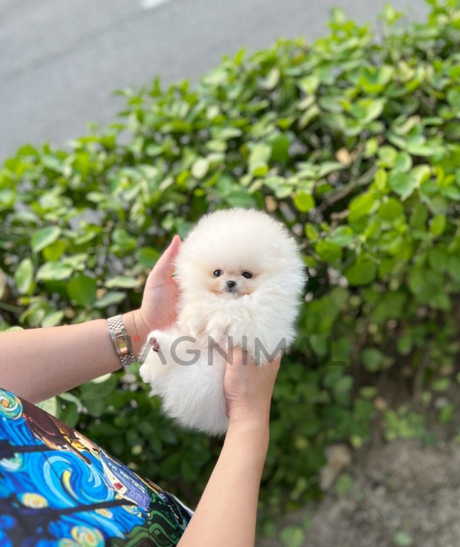 Pomeranian puppy for sale, dog for sale at Tagnimal