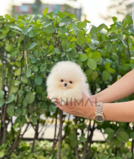 Pomeranian puppy for sale, dog for sale at Tagnimal