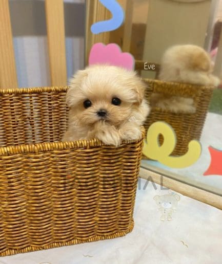 Maltipoo puppy for sale, dog for sale at Tagnimal