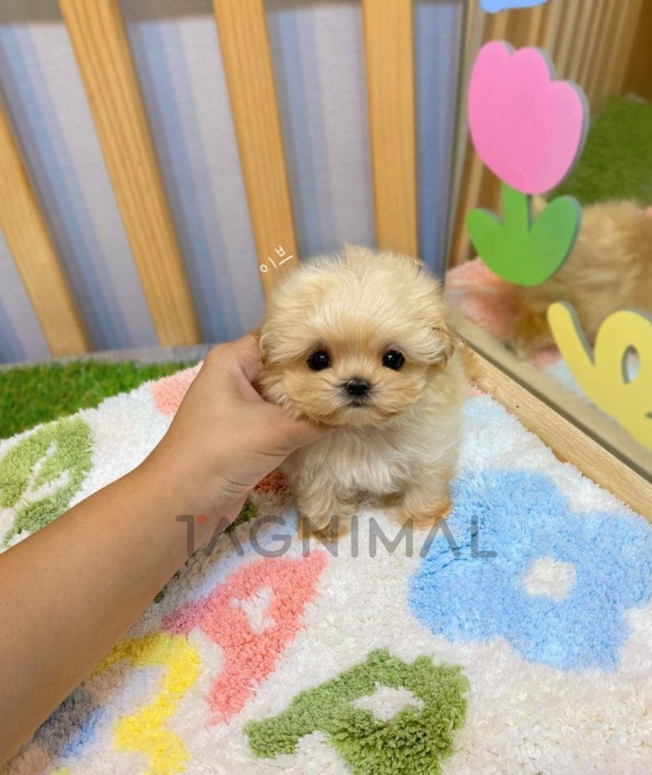 Maltipoo puppy for sale, dog for sale at Tagnimal