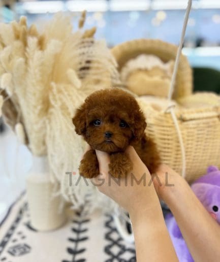 Poodle puppy for sale, dog for sale at Tagnimal