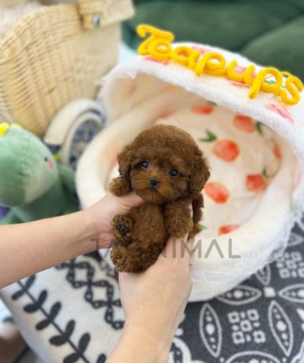 Poodle puppy for sale, dog for sale at Tagnimal