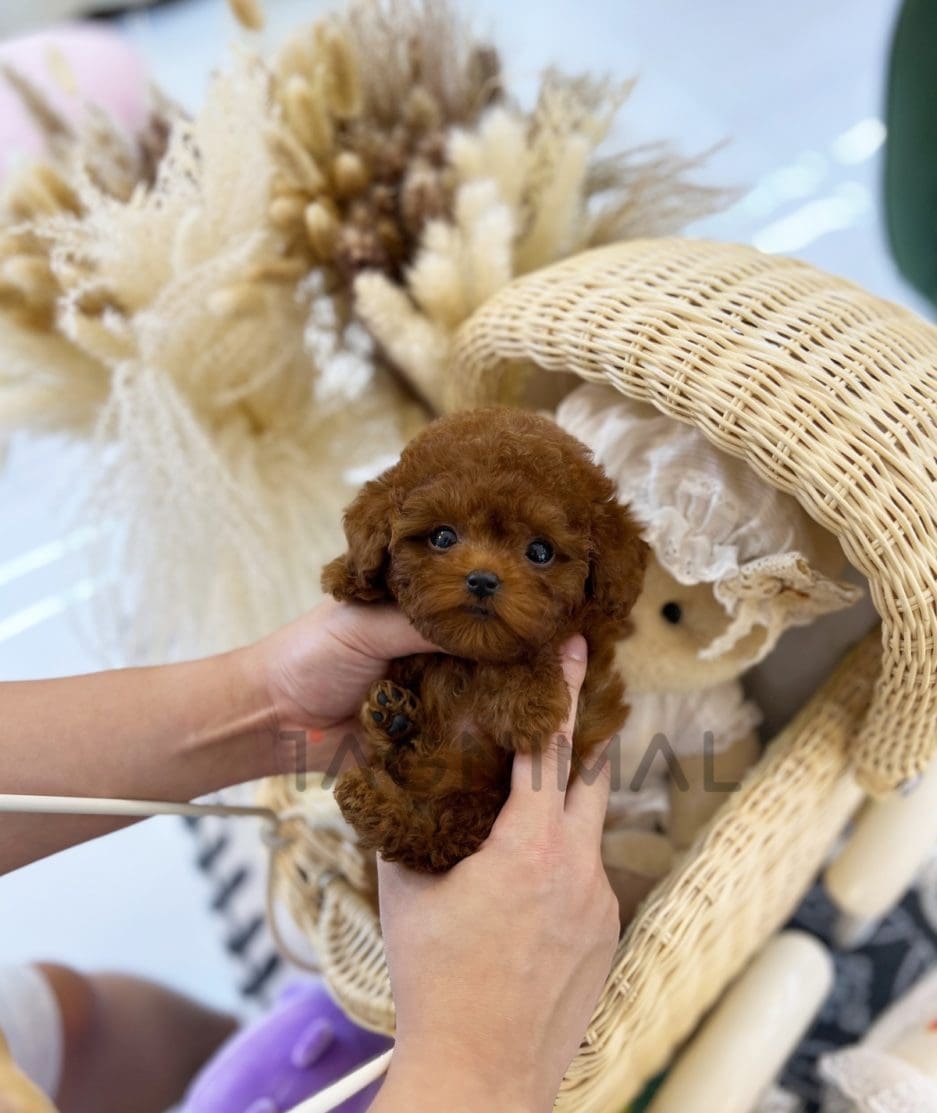 Poodle puppy for sale, dog for sale at Tagnimal