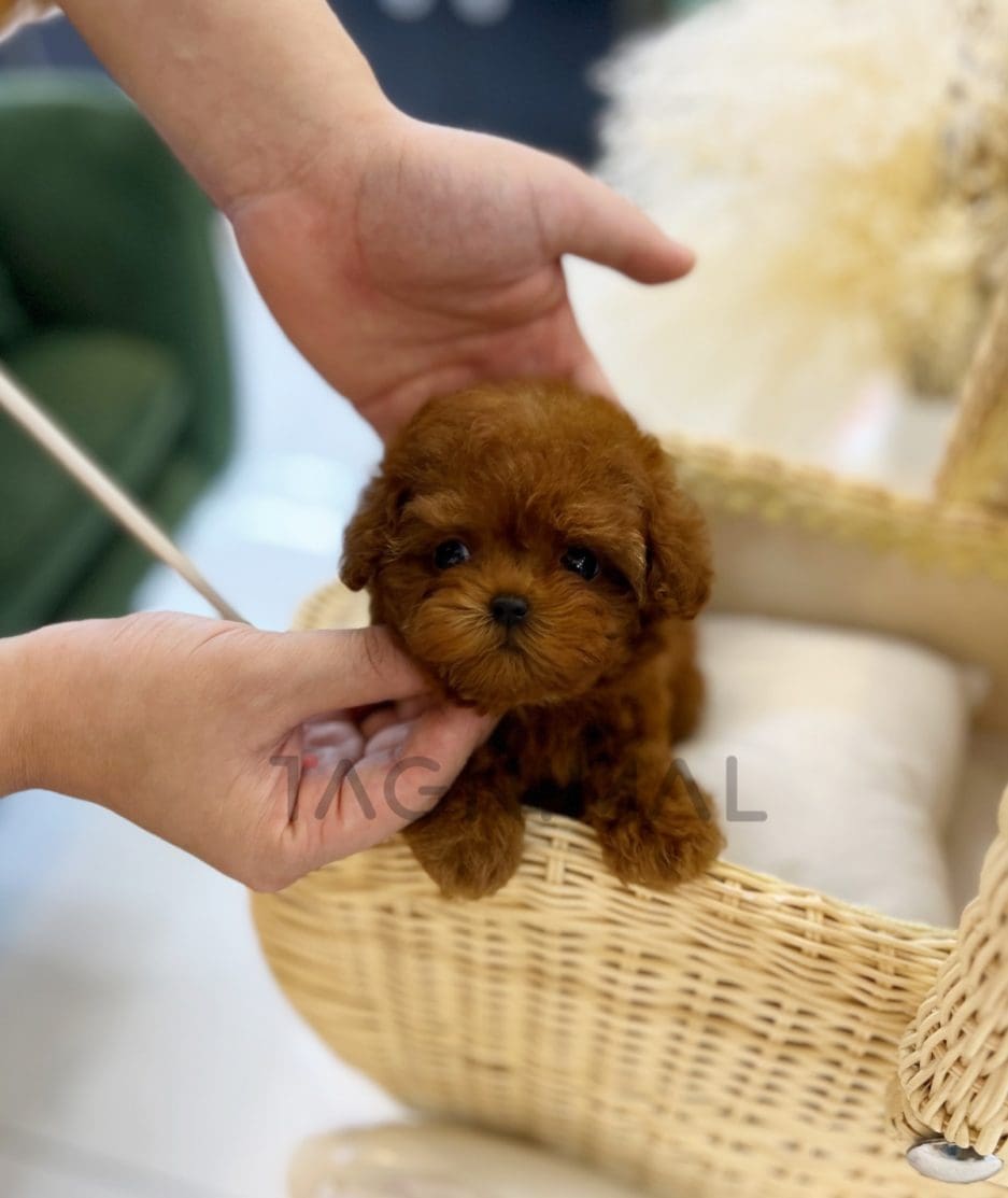 Poodle puppy for sale, dog for sale at Tagnimal