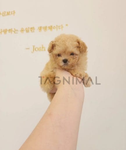 Poodle puppy for sale, dog for sale at Tagnimal