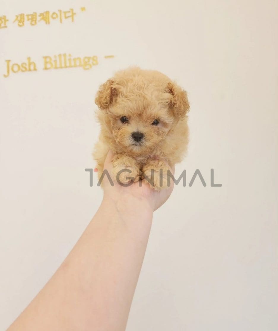 Poodle puppy for sale, dog for sale at Tagnimal