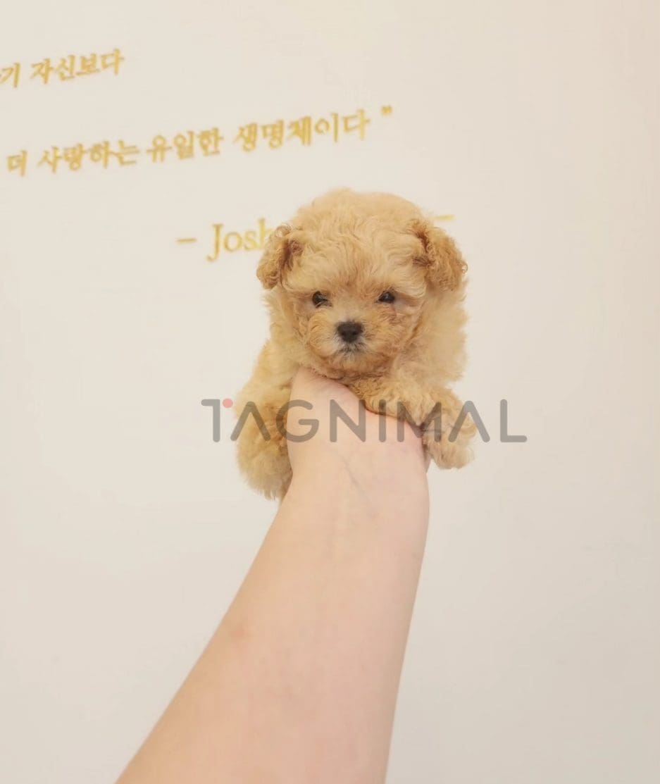 Poodle puppy for sale, dog for sale at Tagnimal