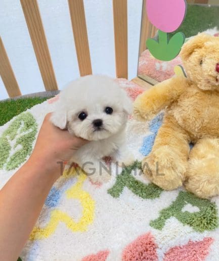 Bichon puppy for sale, dog for sale at Tagnimal