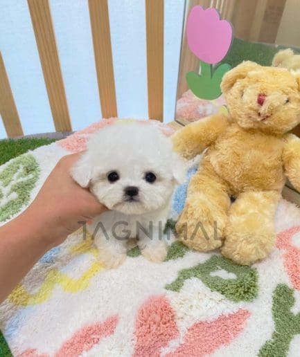 Bichon puppy for sale, dog for sale at Tagnimal