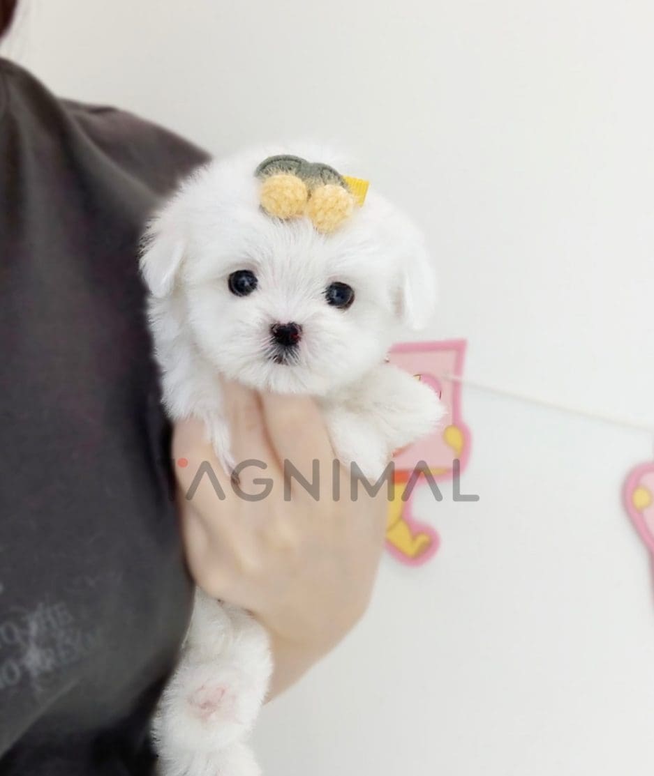 Maltese puppy for sale, dog for sale at Tagnimal