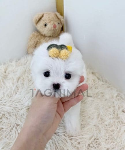 Maltese puppy for sale, dog for sale at Tagnimal