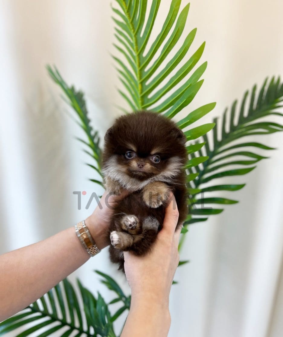 Pomeranian puppy for sale, dog for sale at Tagnimal