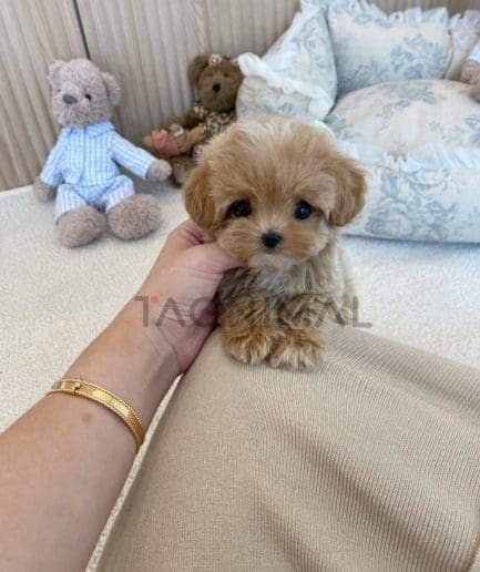 Maltipoo puppy for sale, dog for sale at Tagnimal