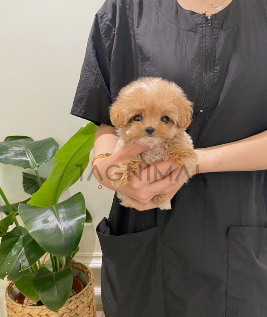 Maltipoo puppy for sale, dog for sale at Tagnimal