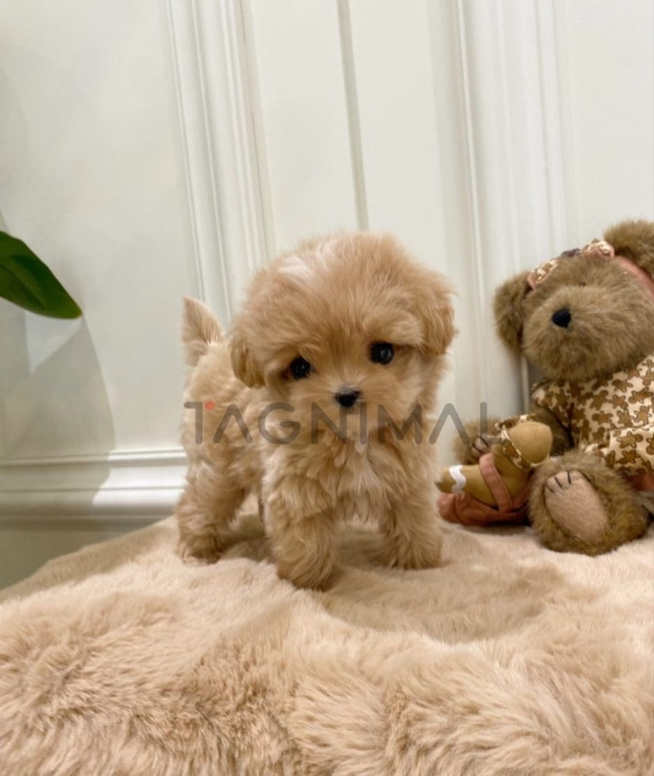 Maltipoo puppy for sale, dog for sale at Tagnimal