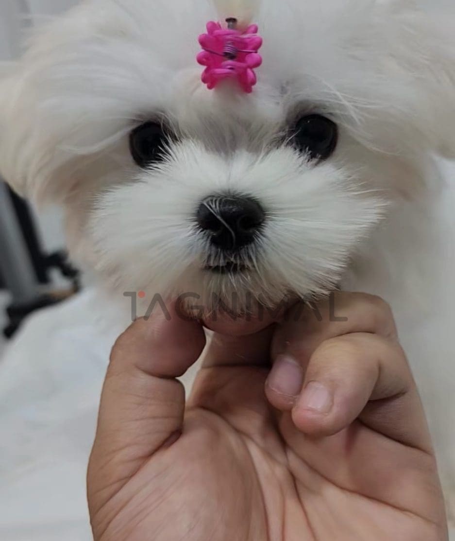 Maltese puppy for sale, dog for sale at Tagnimal