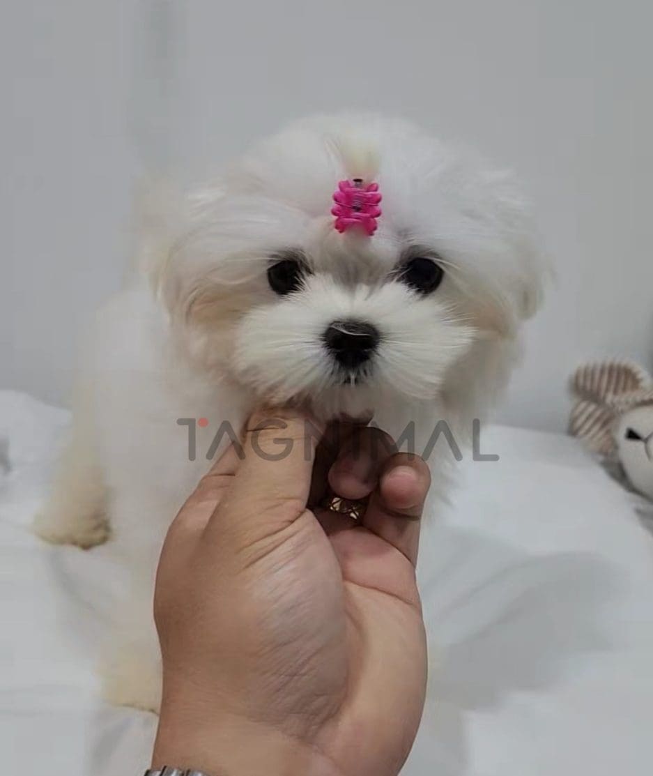 Maltese puppy for sale, dog for sale at Tagnimal