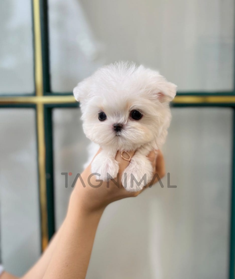 Maltese puppy for sale, dog for sale at Tagnimal