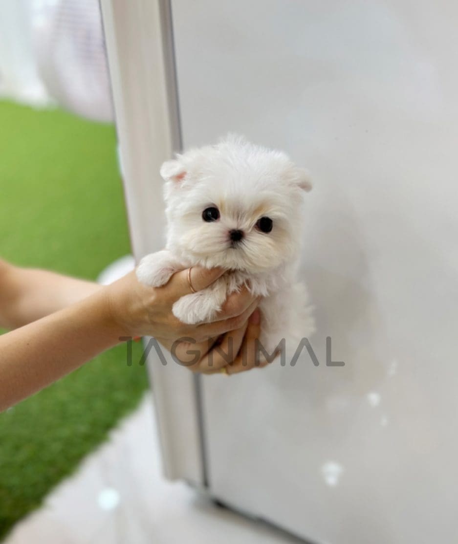 Maltese puppy for sale, dog for sale at Tagnimal