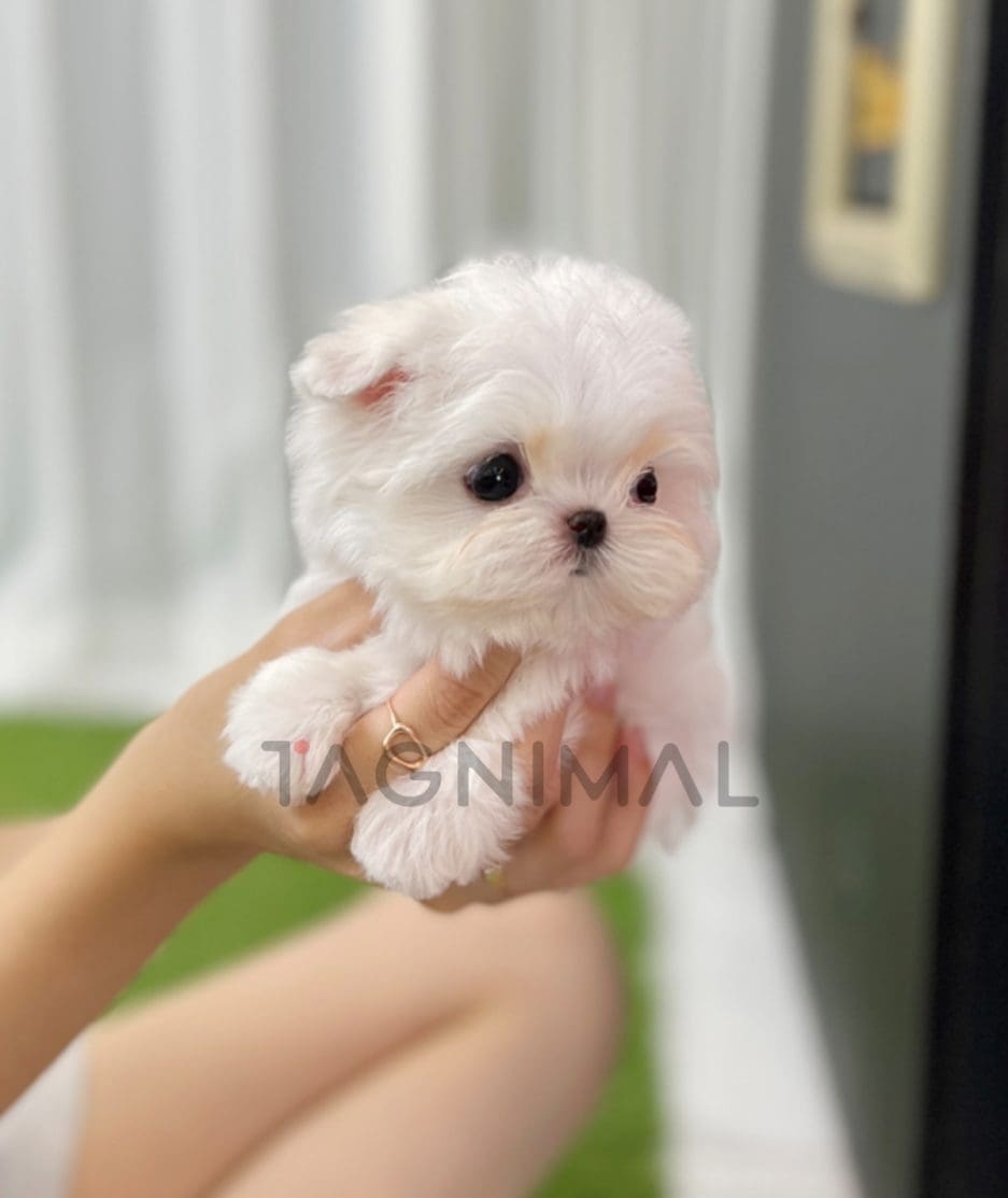 Maltese puppy for sale, dog for sale at Tagnimal